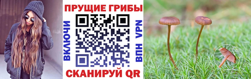 Псилоцибиновые грибы Psilocybe  купить наркоту  Саки 
